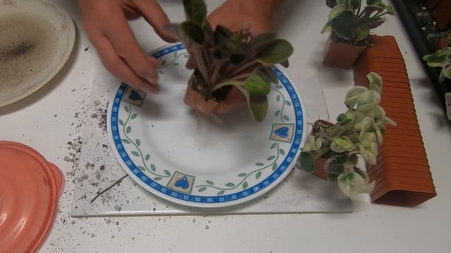 Separating Babies from Hunter’s Hybrids African Violets смотреть онлайн