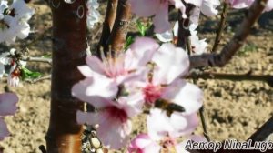Цветет миндаль под эту музыку