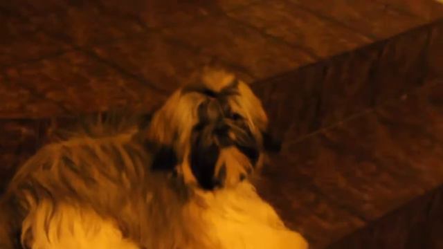 Мальчики ши-тцу смотреть онлайн