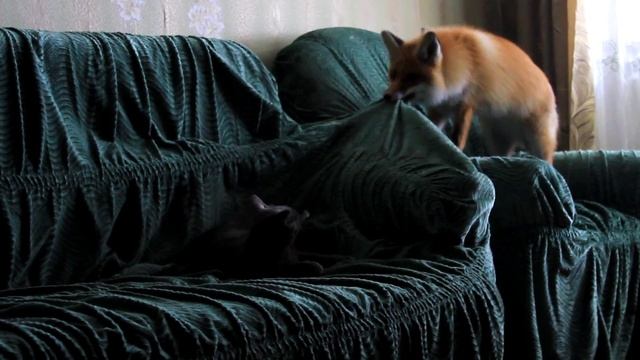 Смотри как домашняя Лиса резвится с кошкой! смотреть онлайн