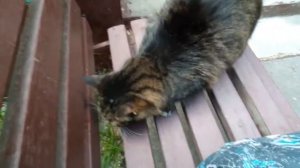 Кошка ластится и блюёт.