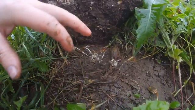 Едят ли куры слизней? смотреть онлайн