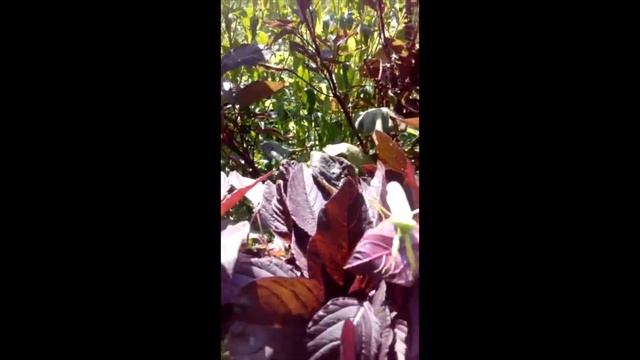 Поймали Богомола на амаранте смотреть онлайн