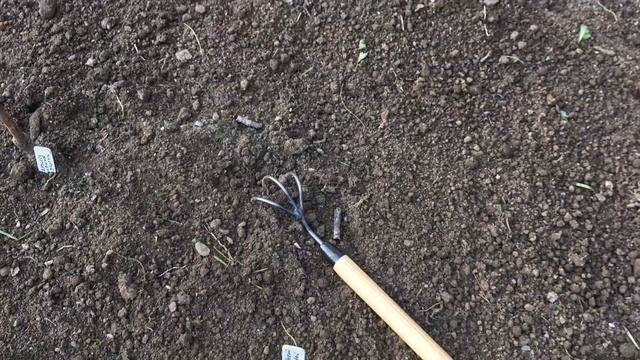 Посадка озимого чеснока - основные правила смотреть онлайн