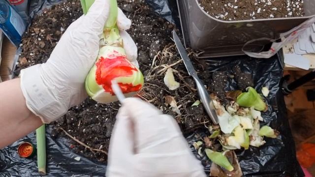 обрезка копыта у скособоченной Terracotta Star смотреть онлайн