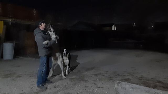 Бугай Алабай. Каждый день по чуть чуть. смотреть онлайн