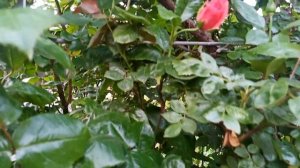 Шашлык без маринада. Сочный и вкусный шашлык. Рецепт самого вкусного  шашлыка