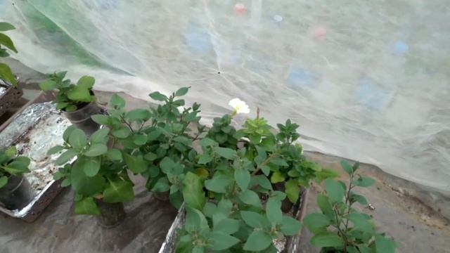 Формирование ампельных и каскадных петуний - это просто! смотреть онлайн