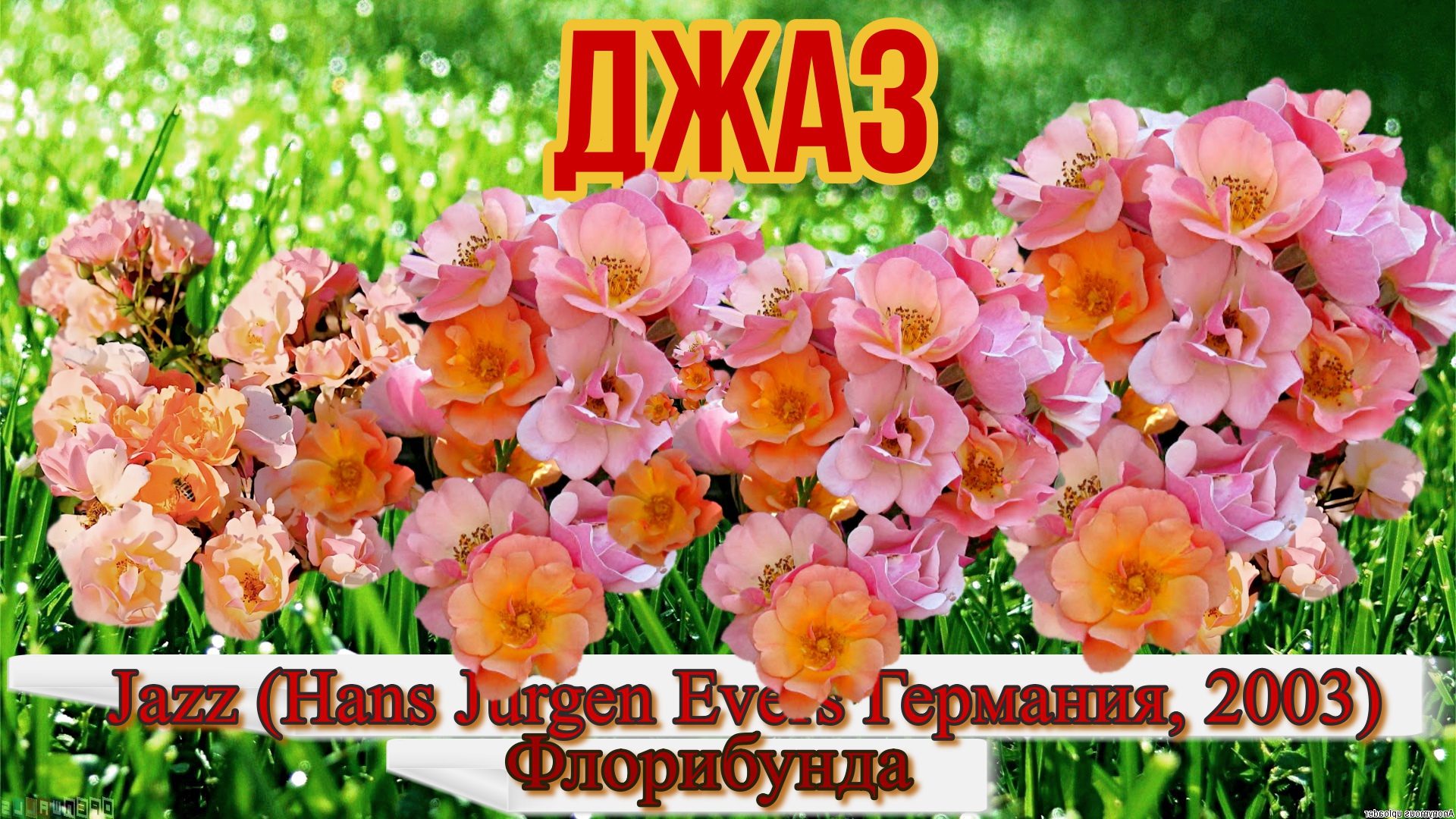 Роза Джаз (Флорибунда) - Jazz (Hans Jürgen Evers Германия, 2003) смотреть онлайн