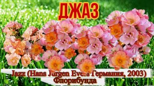 Роза  Джаз (Флорибунда) -  Jazz (Hans Jürgen Evers Германия, 2003)