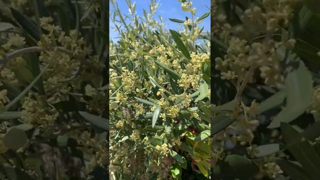 Олива цветет. Цветение оливкового дерева #сад #garden #olivertree #цветы смотреть онлайн