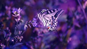 Музыка От Бессонницы Лечебная Музыка При Проблемах Со Сном И Засыпанием Музыка Для Сна