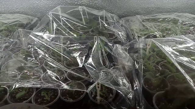 Как Вам мои фиалки ? 150 сортов фиалок смотреть онлайн