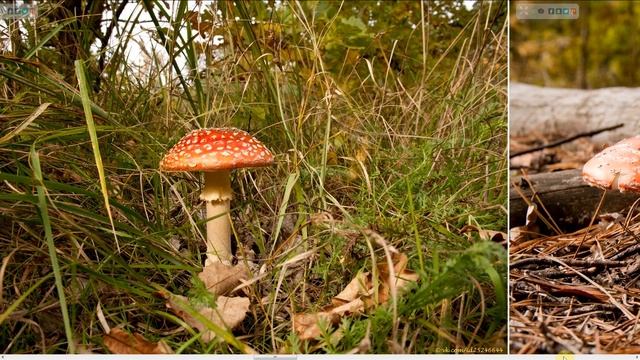 Mushroom (demo Test)