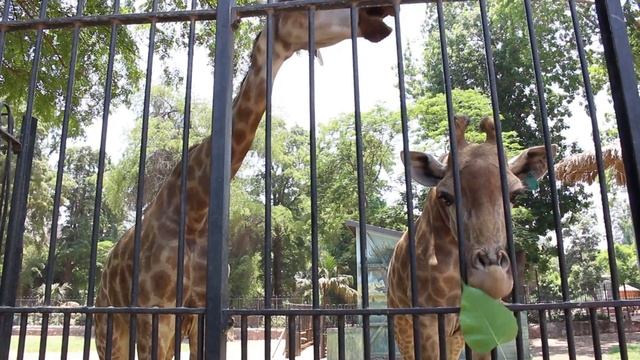 The Giza Zoo, Cairo, Egypt; An 80 Acre Zoo in Giza смотреть онлайн