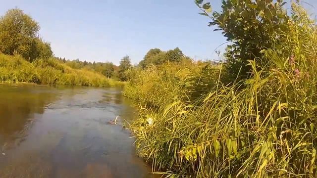 Голавль на малой реке. Косадака Роджер Миди. Ивановская область. Лето 2014 г. смотреть онлайн