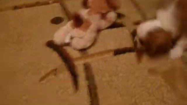 Cavalier King Charles Spaniel - Azartis Iscusitel (Ричи) смотреть онлайн