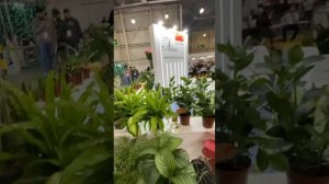 БАМБУК В НОВОМ ДИЗАЙНЕ.