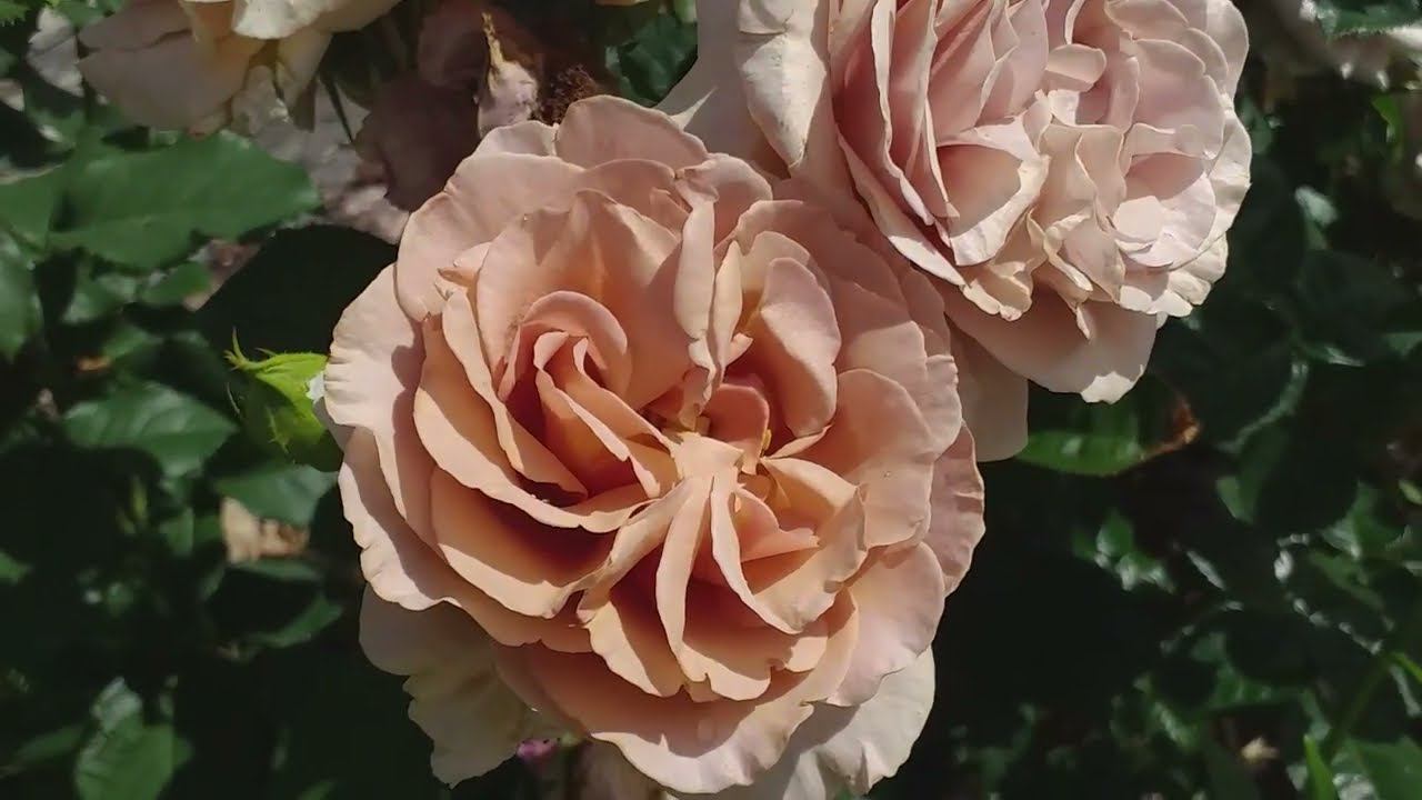 БЕЖЕВЫЕ РОЗЫ Летний обзор смотреть онлайн