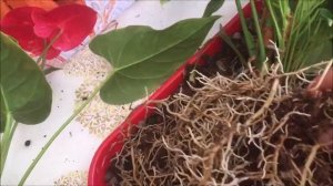 Антуриум. Размножение делением материнского куста.