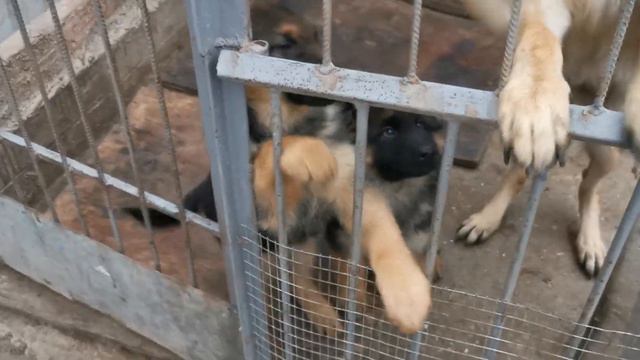 2.5 МЕСЯЦА ЩЕНКАМ// СДЕЛАЛА ТРЕТЬЮ ПРИВИВКУ смотреть онлайн