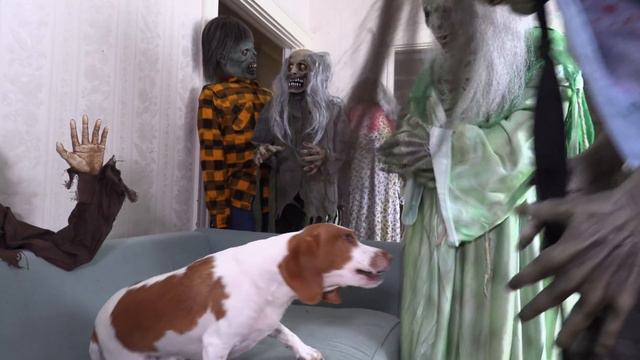 Dog vs Zombie Apocalypse Prank! Funny Dogs Maymo & Potpie Battle Zombies Halloween Pranks смотреть онлайн