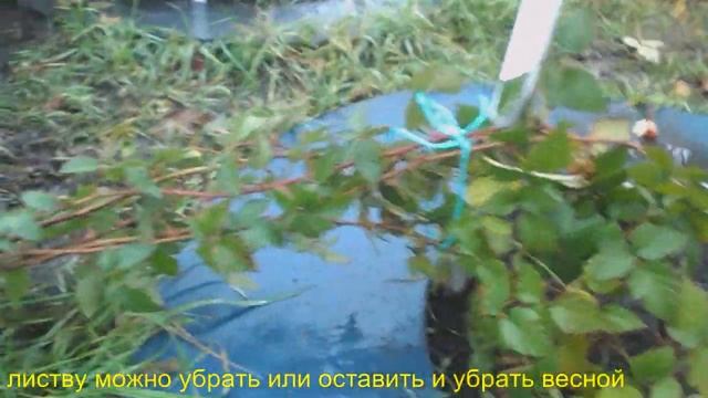 Укрываем Ежевику на зиму. Просто и надежно. смотреть онлайн