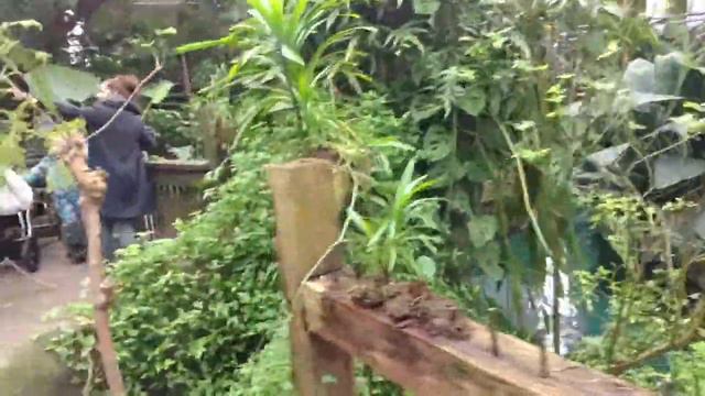 Зоопарк Дания, Оденсе / Zoo Denmark, Odense смотреть онлайн
