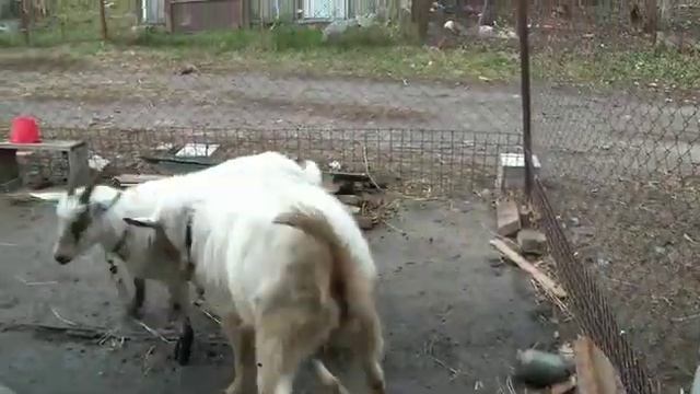 Признаки охоты у коз. Как покрыть козу. Signs of hunting goats. How to cover a goat. Mating goats. смотреть онлайн