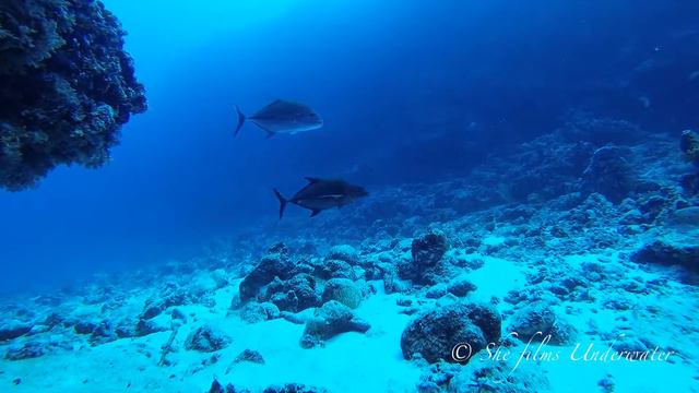Exploring the Reef смотреть онлайн
