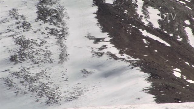 Волки нападают на козерогов смотреть онлайн