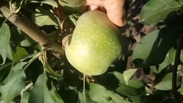 Яблоня зимняя сорт Ренет Кубанский смотреть онлайн