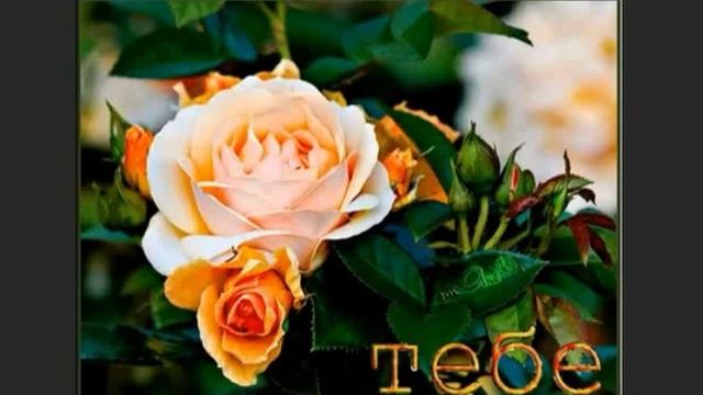 Ну возьми ты меня осторожно..., Слова и муз. и исп. Самуил Фрумович смотреть онлайн