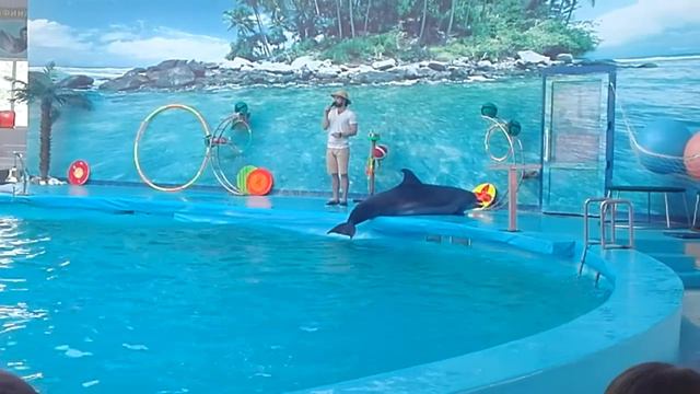 Дельфинарий в Лермонтово. смотреть онлайн