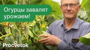 В ЛУНКУ ПРИ ПОСАДКЕ ОГУРЦОВ ДОБАВЬТЕ ЭТО! Огурцы завалят вас урожаем и будут вкусными и хрустящими