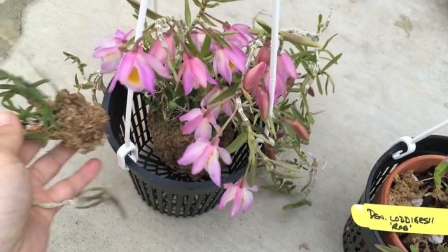 Dendrobium loddigesii in Bloom смотреть онлайн
