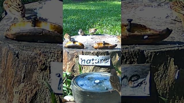 Asian Tree Sparrow ARRIVED Early morning on Feeder # COOKED Rice # Backyard Birds ! смотреть онлайн