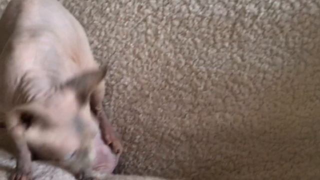 Самый маленький?котёнок Сфинкса из помёта? Малышка Кнопочка? смотреть онлайн