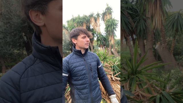 Yuka i jak ją pielęgnować/ Alpi Service смотреть онлайн