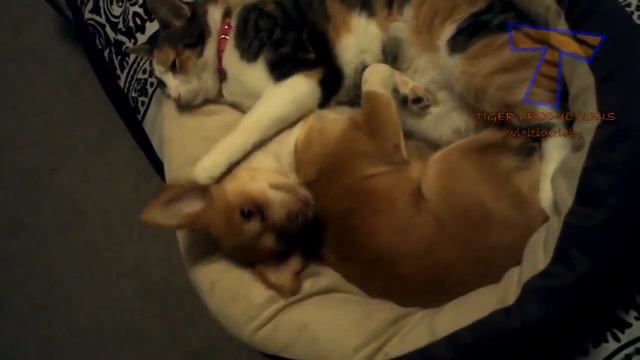 Смешные кошки массажируют собак смотреть онлайн