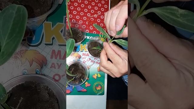 ПРИВИВКА АРБУЗА К ЛАГЕНАРИИ. МЕТОД В РАСЩЕП. Watermelon grafting смотреть онлайн