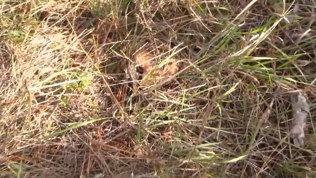 Архив 2013. Охота за грибами(Дневник рыболова) смотреть онлайн