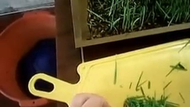 Как вырастить зелень для цыплят зимой. смотреть онлайн