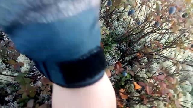 Грибы и ягоды крайнего севера смотреть онлайн