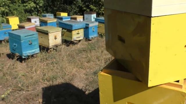 ПРЕИМУЩЕСТВА и НЕДОСТАТКИ улья ППУ. смотреть онлайн