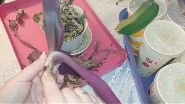 Найкращий момент 28:05 – 33:05 із трансляції Рукоділля з Nilena Sans Квіти Розсада смотреть онлайн