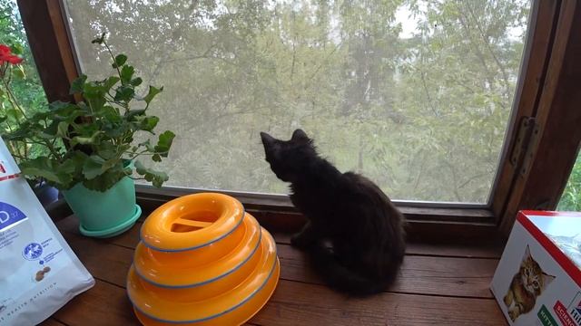 Взяла бездомного КОТЁНКА/Яндекс маркет товары для животных/Мои домашние ЛЮБИМЦЫ смотреть онлайн