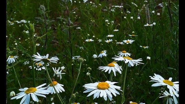 Л Татьяничева Свежий ветер #поэты20века #стихиолете смотреть онлайн