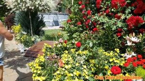 Красивый солнечный цветник.Цветник непрерывного цветения.Сад.Дача.Своими руками.