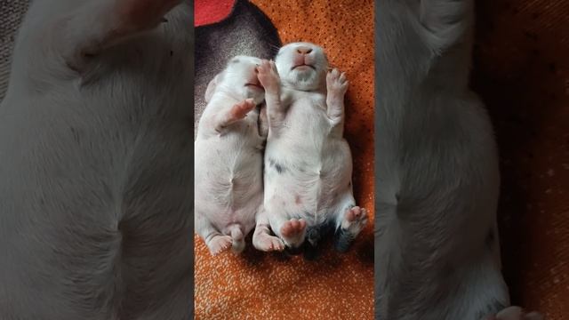 ? Rabbit's ??baby Sleeping ??? #like #subscribe #viralvideo